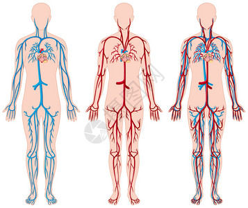 在人的血管的不同关系图图片