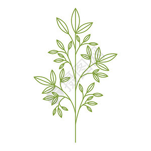 叶子植物隔离图标矢量插图设计图片