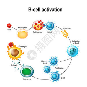 B细胞白细胞的激活图片