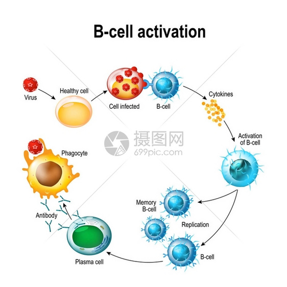 B细胞白细胞的激活图片