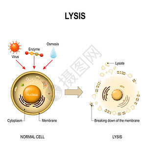 裂解健康细胞与裂解细胞图片