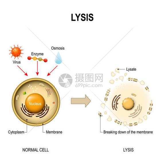 裂解健康细胞与裂解细胞图片