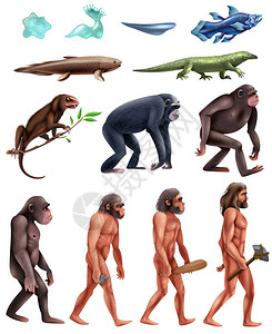 达尔文进化论图标集图片