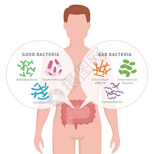 人体肠道中的好细菌和坏细菌双歧杆菌乳酸杆菌大肠杆菌弯曲杆菌粪肠球菌艰难梭菌与人体轮廓图片