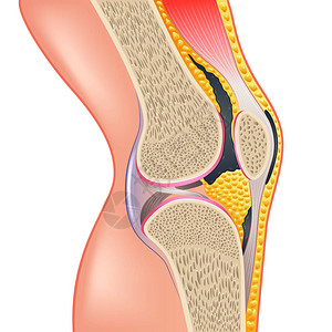 膝关节解剖学在白色真实感矢量图上被隔离背景图片