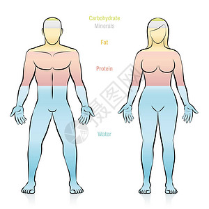 金额组成正常体重女主要分子的组成水脂蛋白矿物质和碳水化合物说明人体的基本组成部分插画