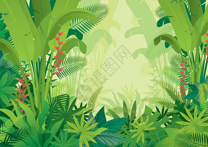 阿甘雨林植物和自然图片