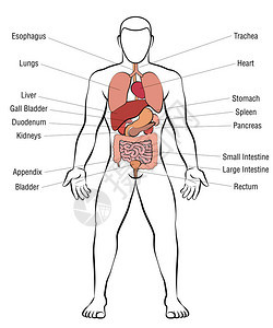 内脏器官图片