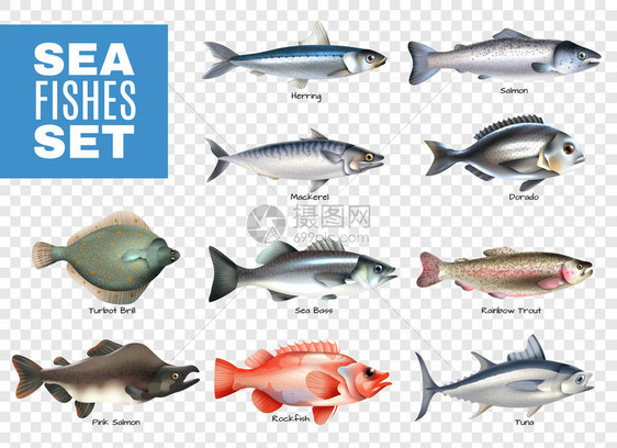 海水鱼透明套装图片