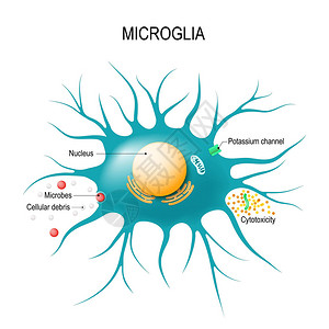 小胶质细胞的解剖胶质细胞是中枢神经系统免疫防御的巨噬细胞用于教育医疗生物和科学图片