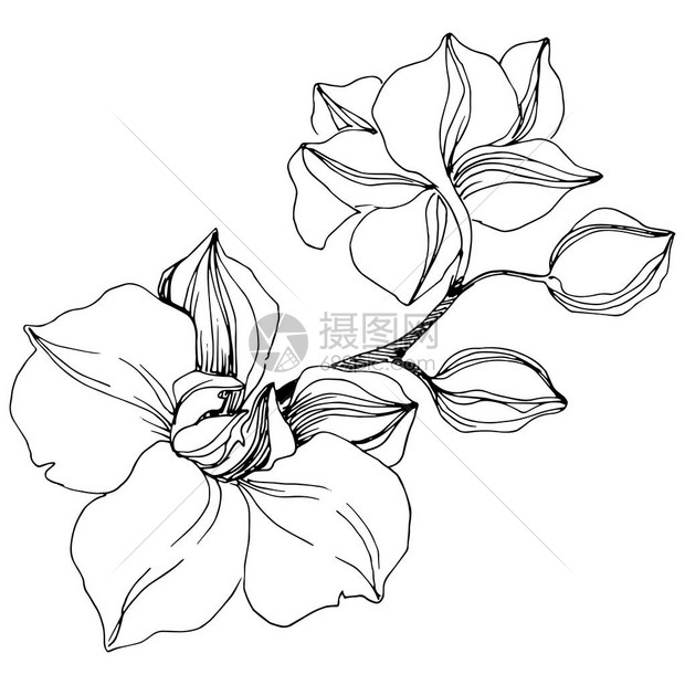 矢量热带兰花花花卉植物花独立的插图元素背景包装图案框架或边框的矢量野花图片