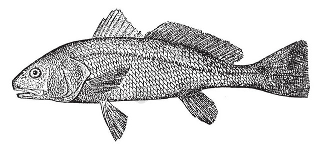 红鱼是深海鱼的常见名称复古画或雕刻插图图片
