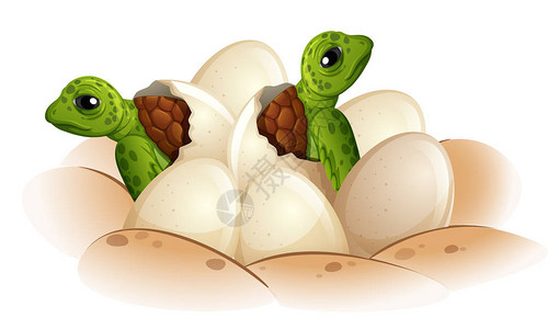 海龟孵化插图背景图片