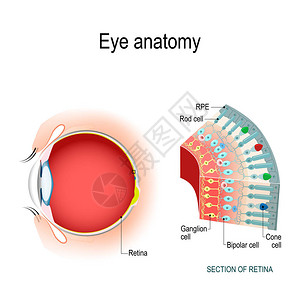 眼睛解剖杆状细胞和锥状细胞视网膜细胞的排列显示在横截面中用于您的设计生物科学和医疗图片