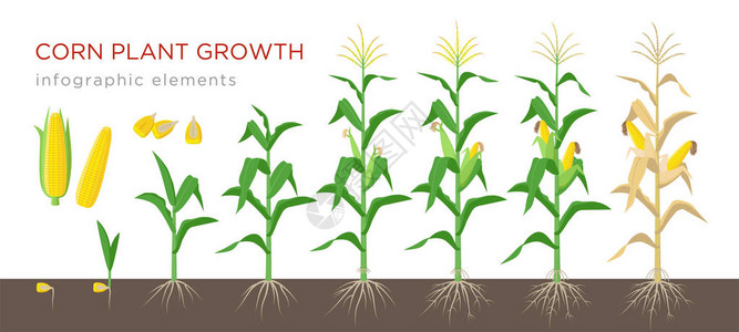 平面设计中的玉米生长阶段矢量图解玉米植物的种植过程从谷物到开花和结果植物的玉米生长在下被隔离成熟图片