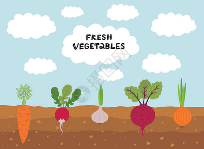 蓝色天空的新鲜有机菜园设置蔬菜植物生长地下胡萝卜洋葱大蒜萝卜甜菜背景图片