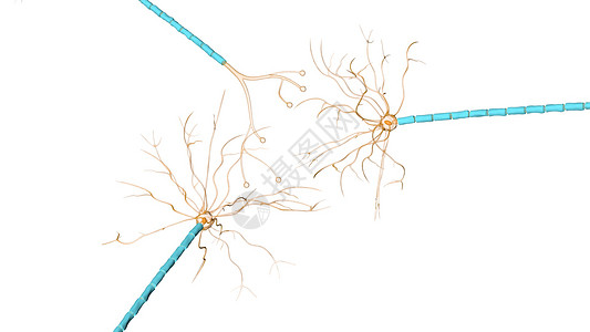 多动症中的神经元网络图片