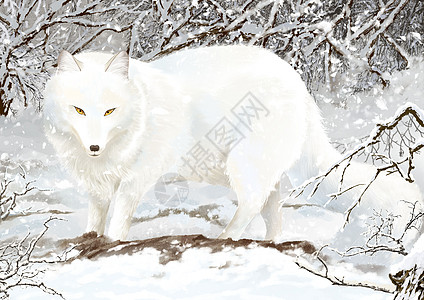 世界野生动物雪狐雪地里的白色狐狸图片