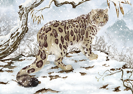世界野生动物雪山上的雪豹图片