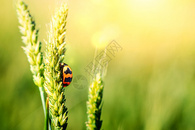 春天唯美小麦蚜虫图片