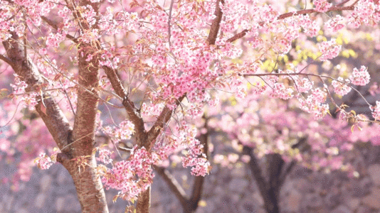 天春日阳光下灿烂盛开的樱花GIF图片
