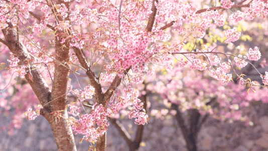 玻璃窗特写天春日阳光下灿烂盛开的樱花GIF高清图片