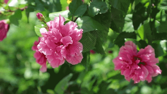 空背景绿叶衬红花夏日扶桑牡丹朱槿红花GIF高清图片