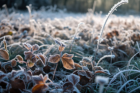 冬日幽静草地背景图片