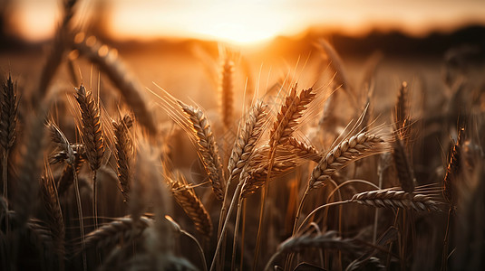 美丽乡村小麦背景图片