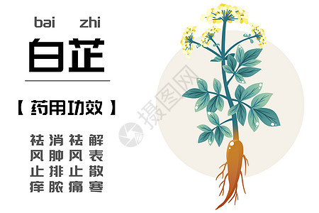 中草药之白芷图片