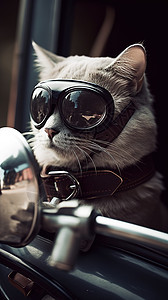汽车上一只猫戴着墨镜图片