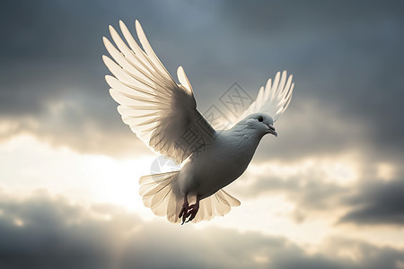 飞翔的白色鸽子背景图片