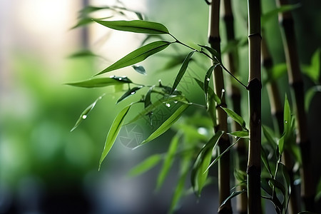 夏日的竹叶竹子图片