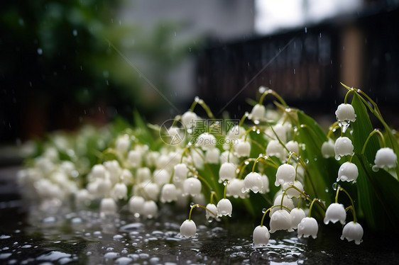 淋雨的白色铃兰图片