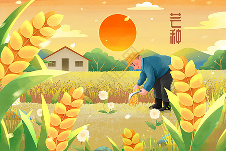 芒种节气夕阳下收麦子的农民插画背景图片