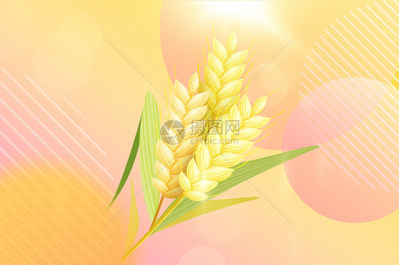 麦子几何背景图片