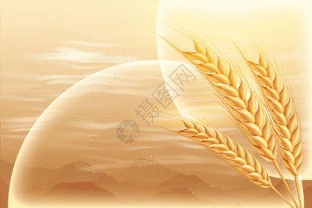 芒种金色创意小麦GIF图片