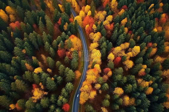 航拍秋景森林的公路图片