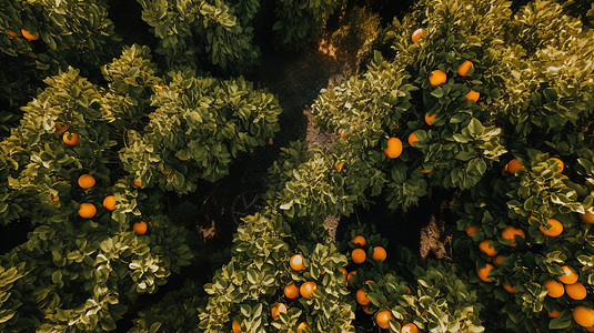 航拍丰收的橙子园林图片