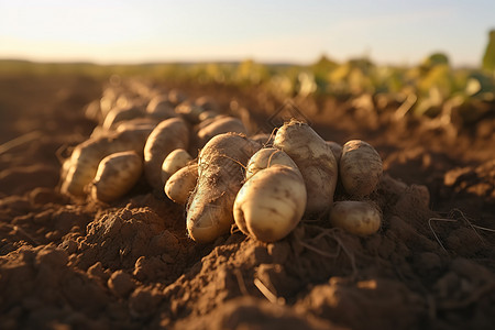 新鲜采摘土豆马铃薯图片