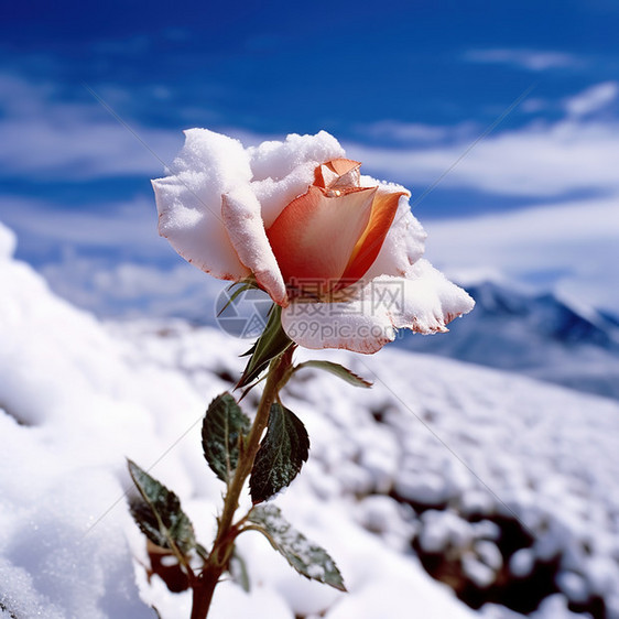 玫瑰花花瓣上落满雪图片