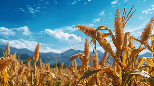 秋天蓝天白云下即将成熟的高粱农作物图片