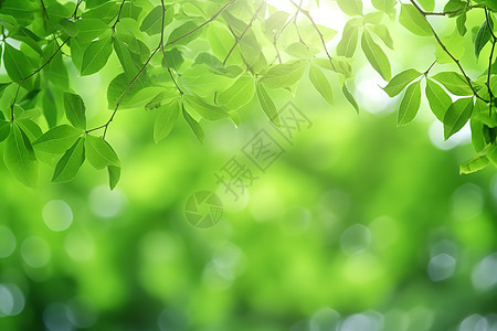 夏天绿色植物背景绿叶背景背景图片