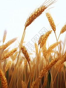 秋天的麦子麦穗背景图片