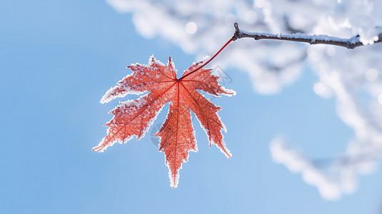 冬天白雪一片红色的枫叶背景图片