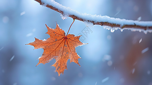 冬天白雪一片红色的枫叶图片