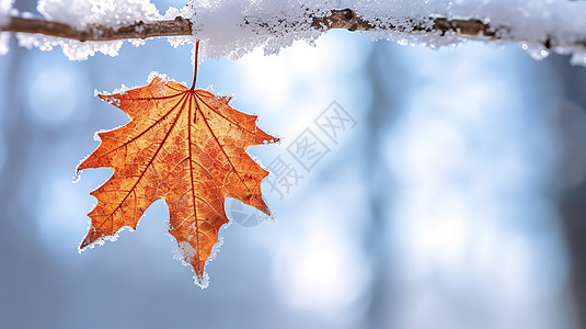 冬天白雪一片红色的枫叶高清图片