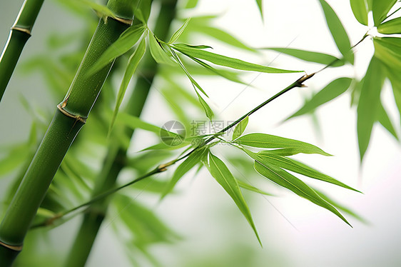 夏天清新翠绿的竹子叶图片
