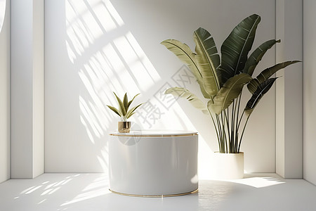 现代简约的圆形白色桌面巴蕉树斑驳阳光背景图片