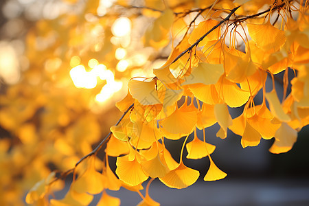 银杏叶秋分深秋气氛背景图片